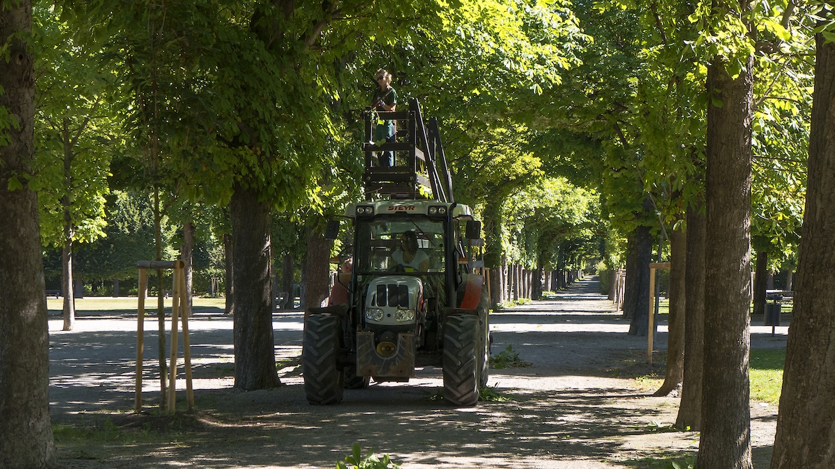 Eine Allee im Augarten, gesäumt von majestätischen Baumreihen zu beiden Seiten.